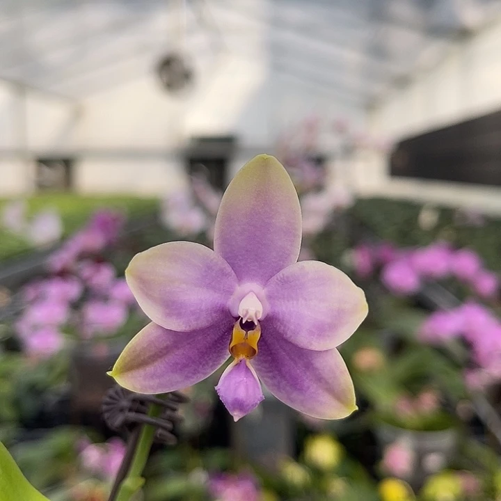 当前无花栽培后可以开花jg2358  728