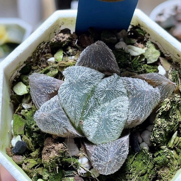 大**茶586巨大梦露一物一拍