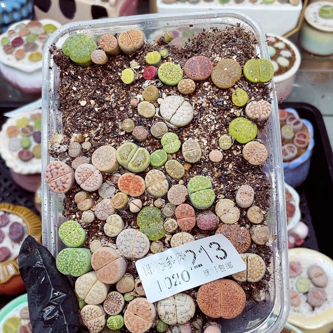 生石花满18包邮1020-213