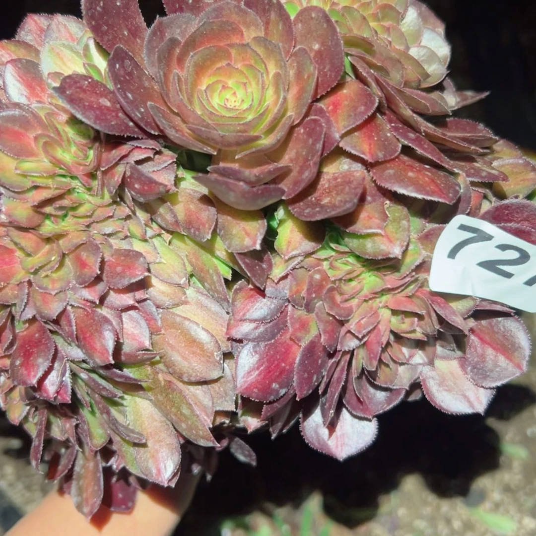 727 号多肉植物法师新年福利