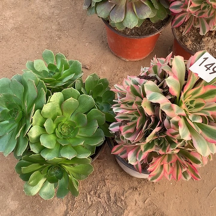 无花朵149万拉丝➕女巫南