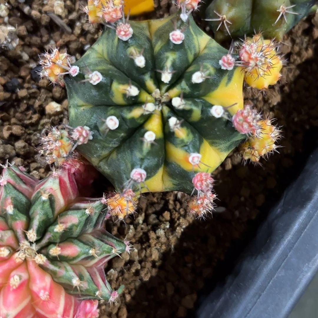 314-1111泰国发货多肉