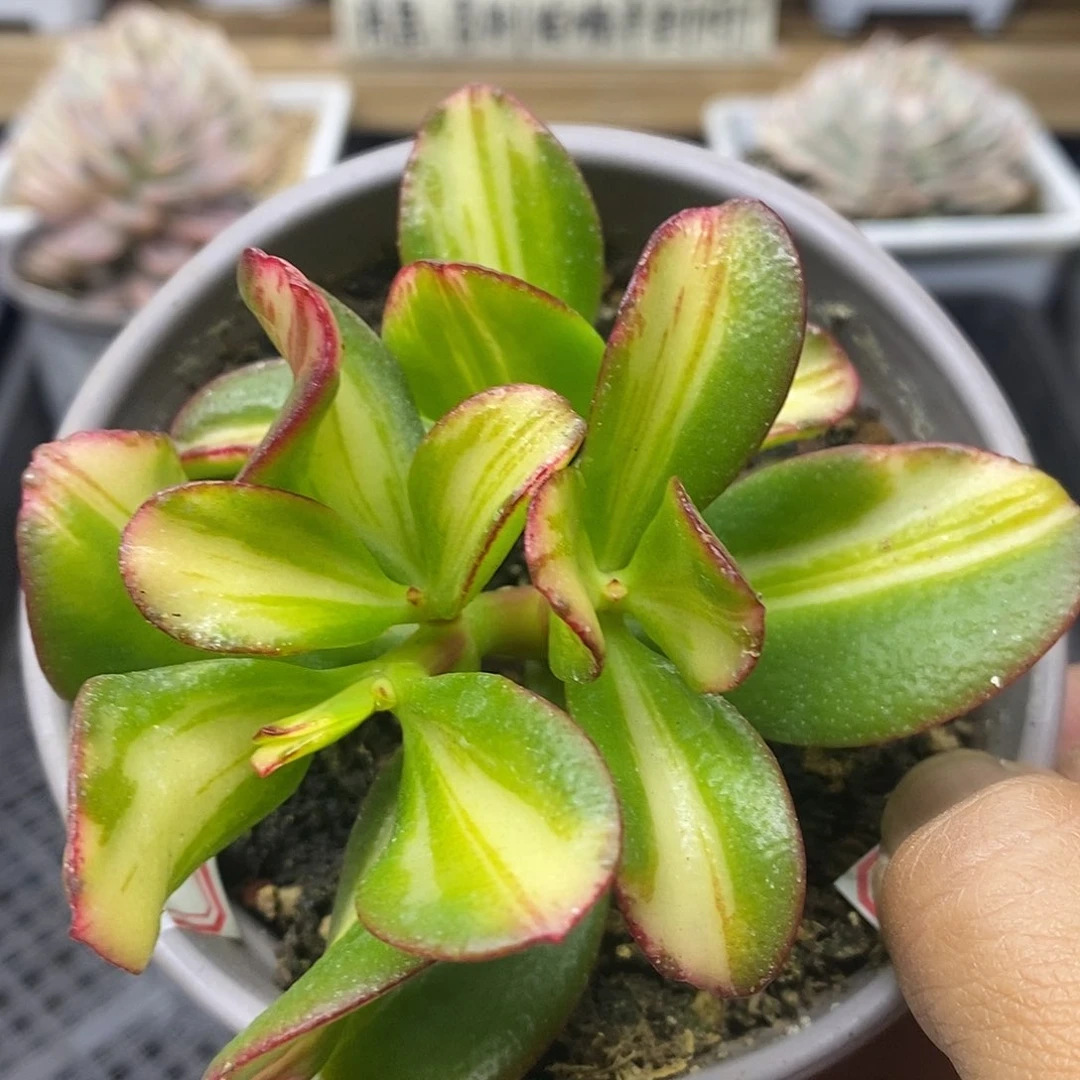 0702 七彩蝶锦自然群