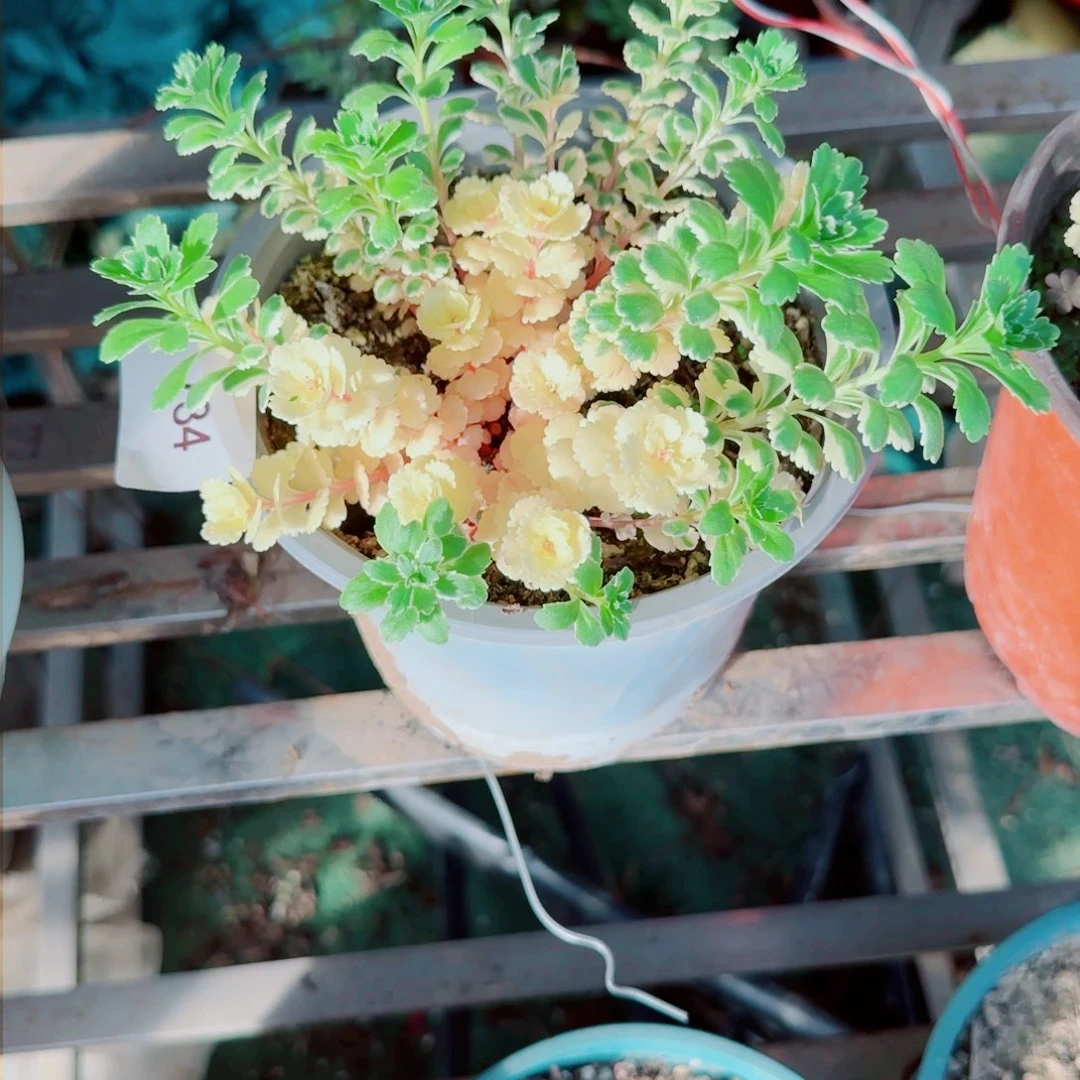 亚特兰迪斯法师多肉784