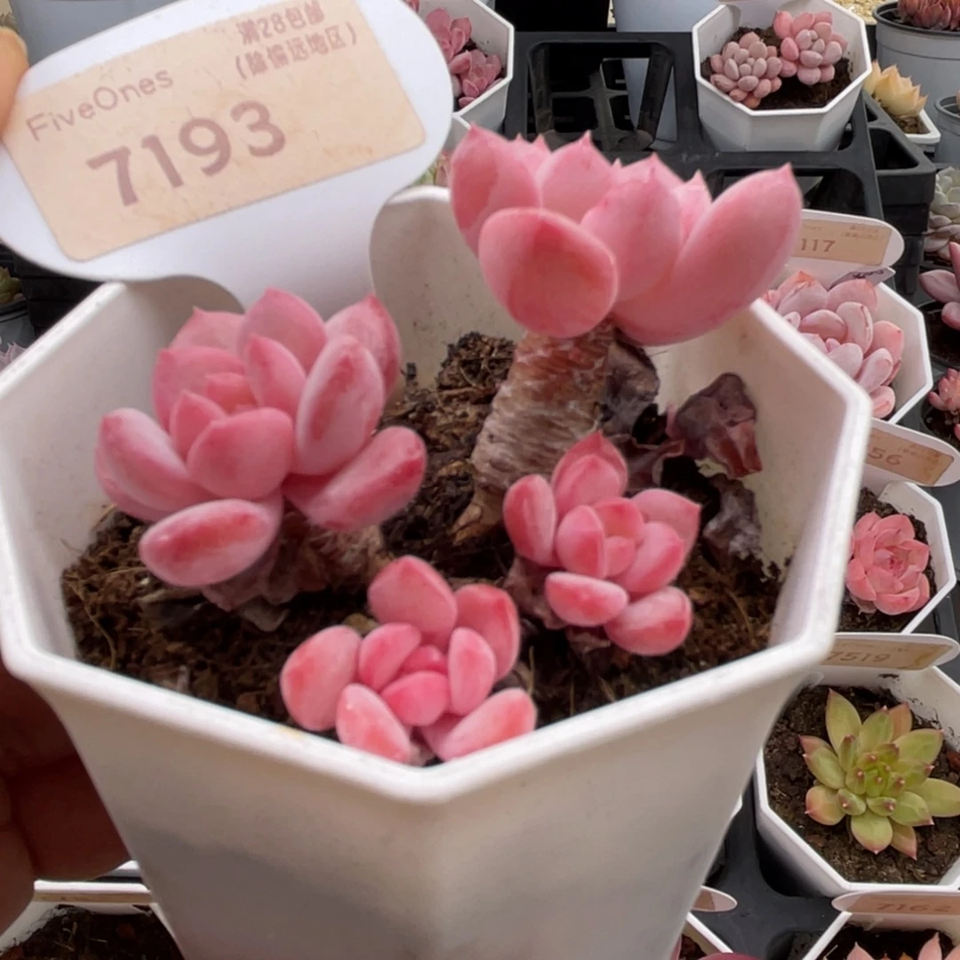 水晶琥珀7193-6.0厘米
