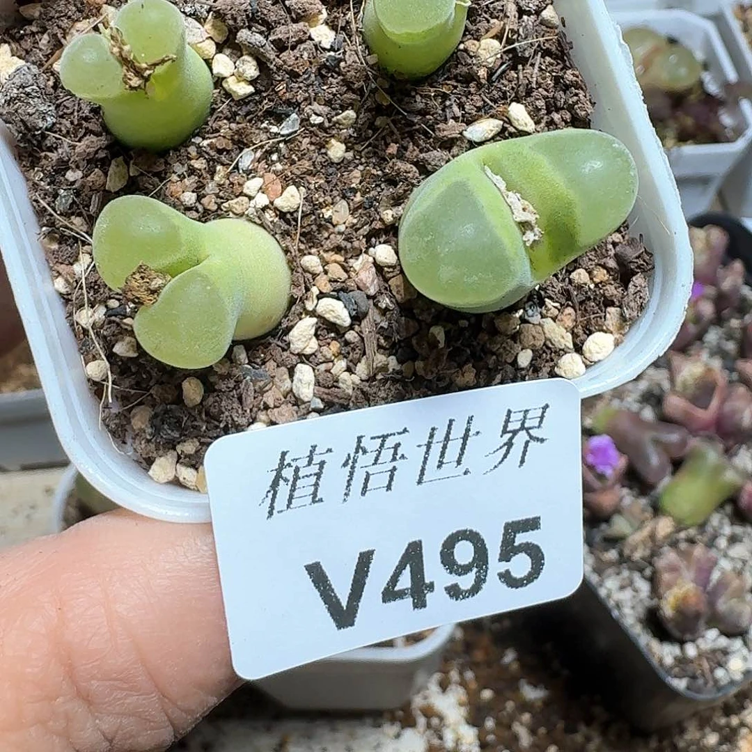 495号多肉植物哇f v
