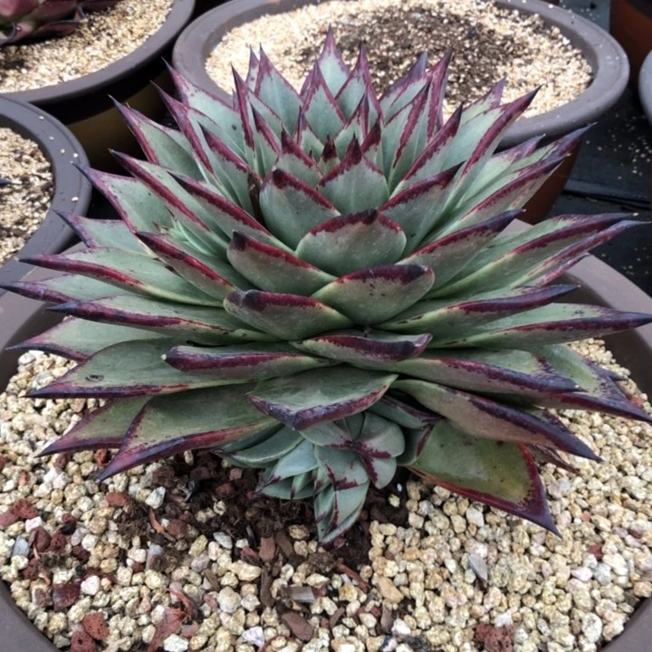 寿桃侧芽 整颗198。 11111111