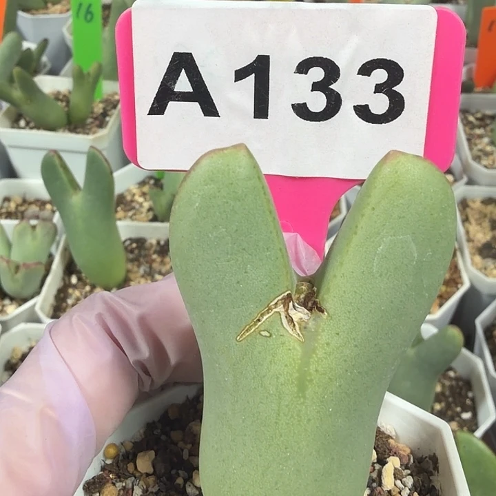 133mmmmmnnnnnnnnnnnnn