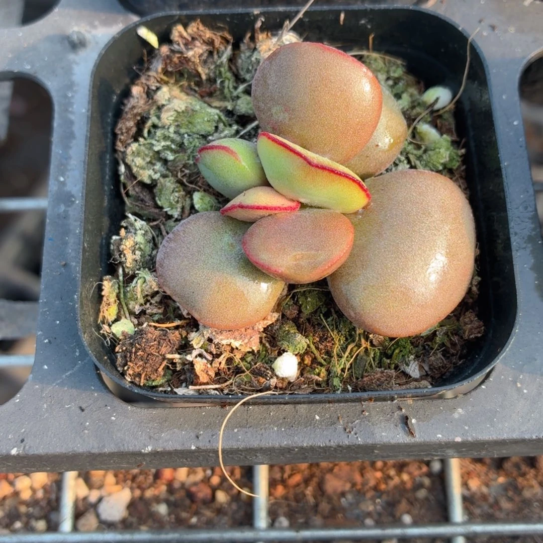 红蛋水泡多肉9.9包邮发货