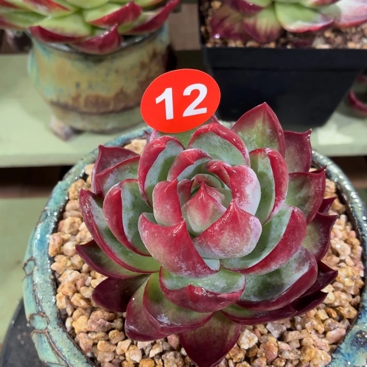 惊鸿仙子一物一拍