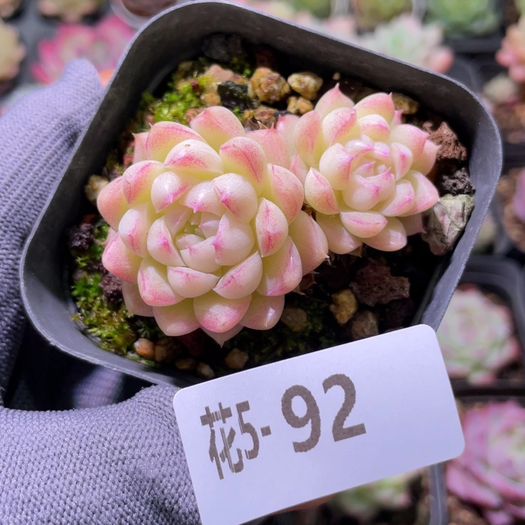 花利美 5-92女王