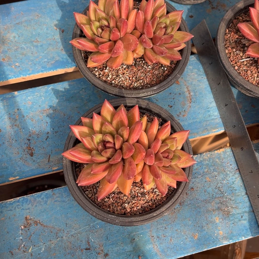 幸****856号新疆西藏内蒙古不包邮