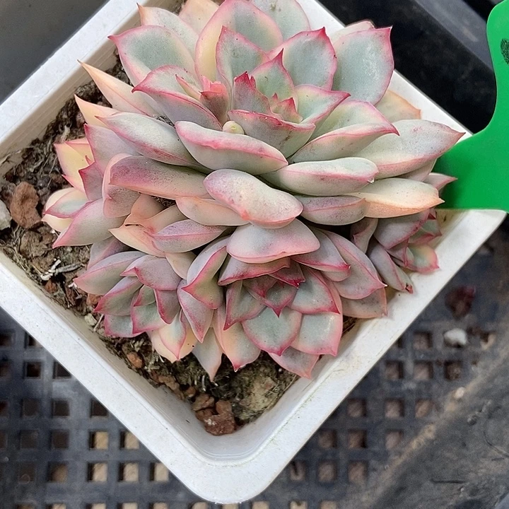 多肉植物月光女神锦2029