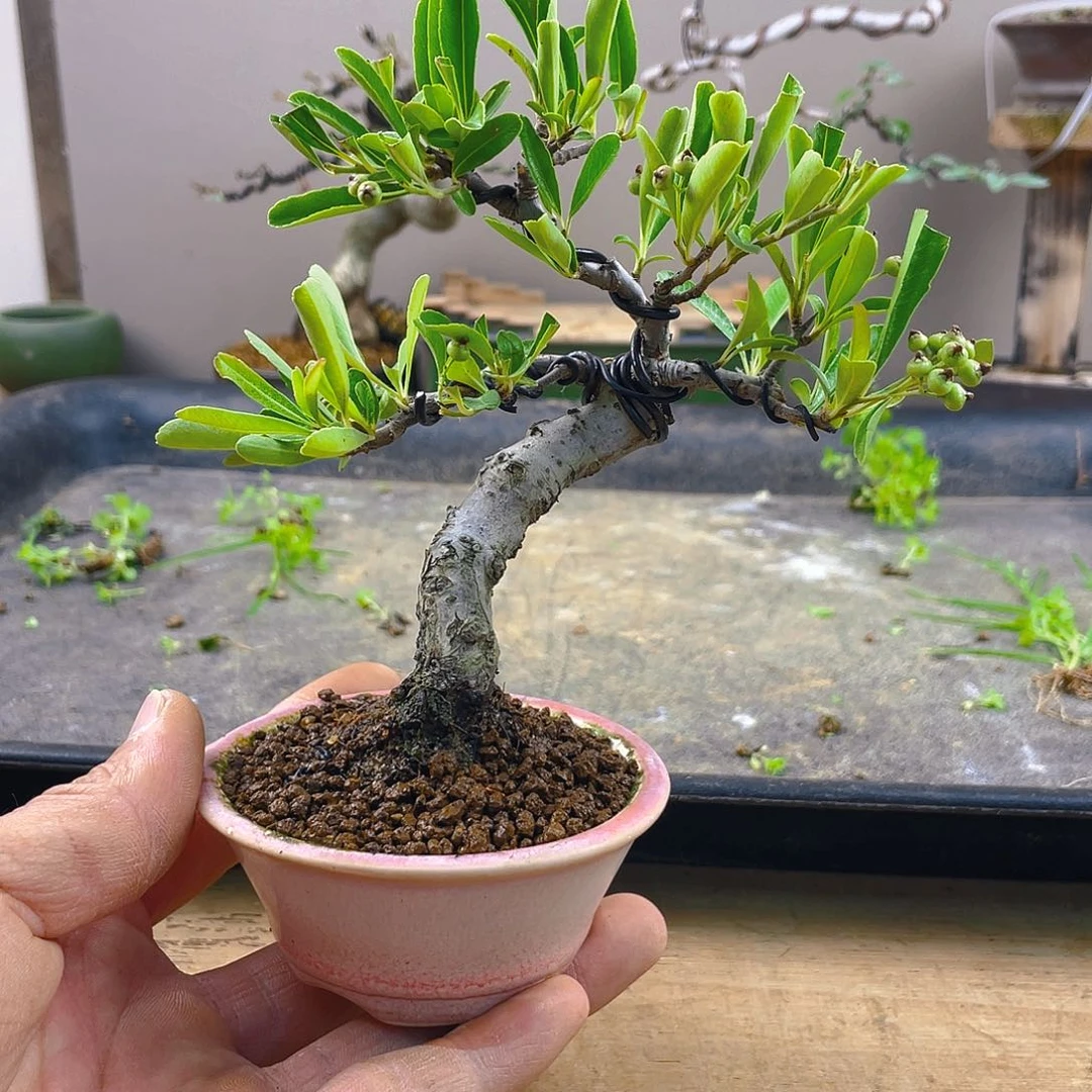 无花朵7*?火棘花开富贵吉祥