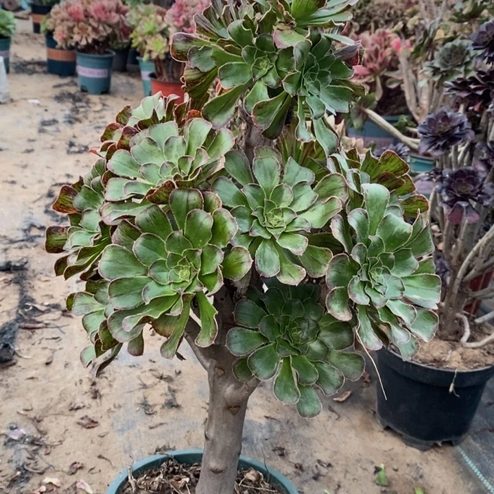 拉丝锦多肉植物21。