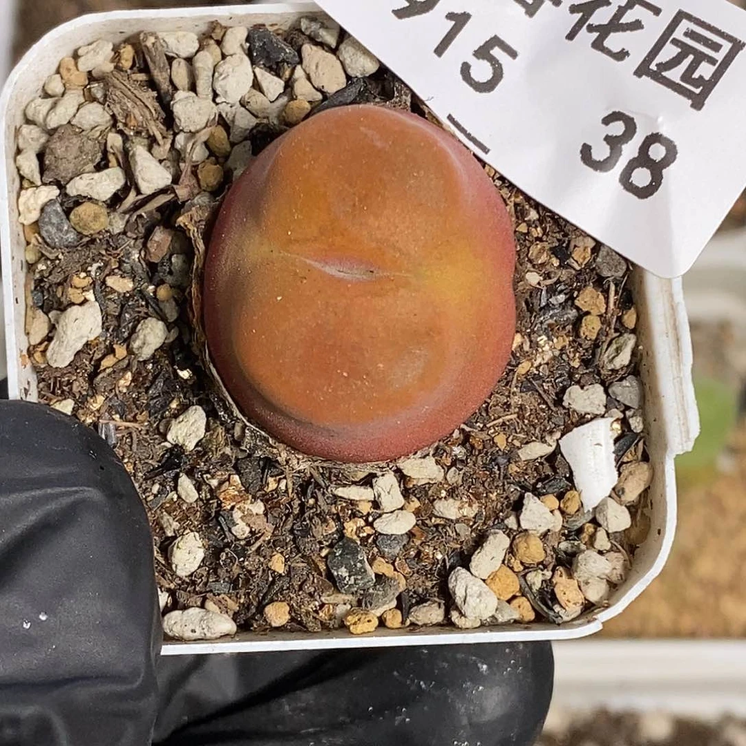 0915-38-水蜜桃一颗。