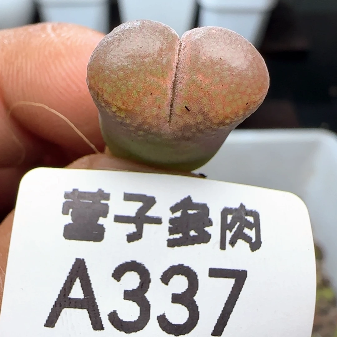 红宝石。