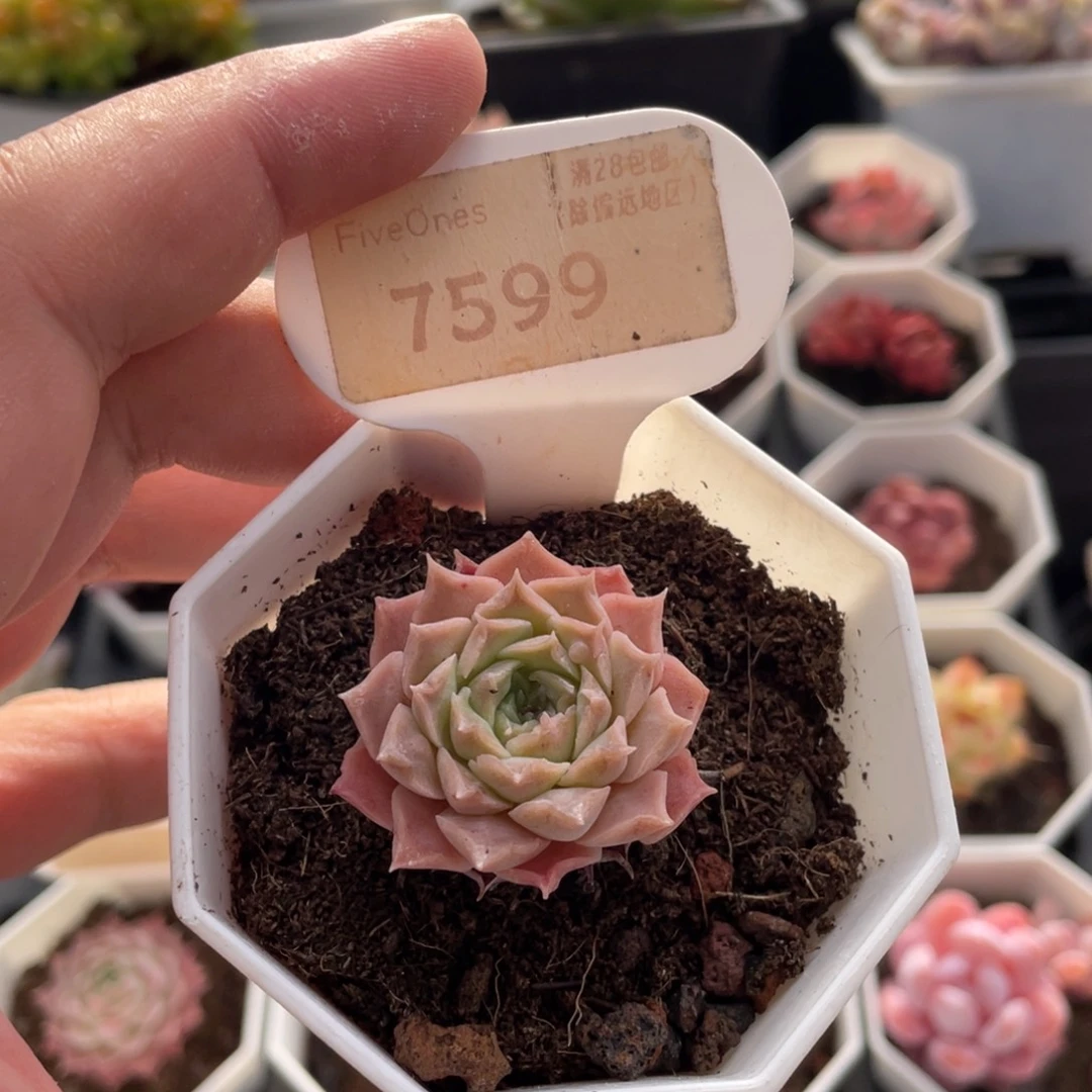 财路7599-3.5厘米