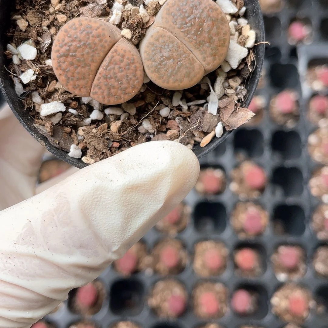 6748大棚清仓甩卖了