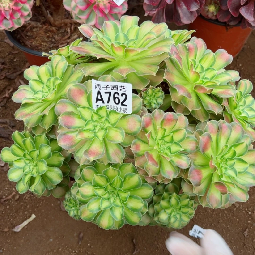 762韶华尺寸25左右