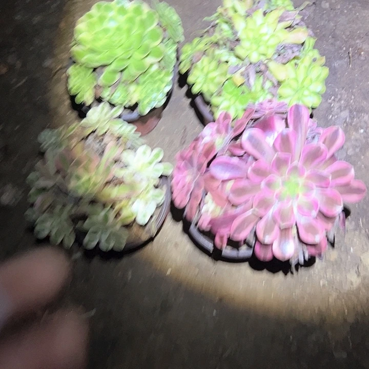 幸***姐法师植物一物一拍91四颗