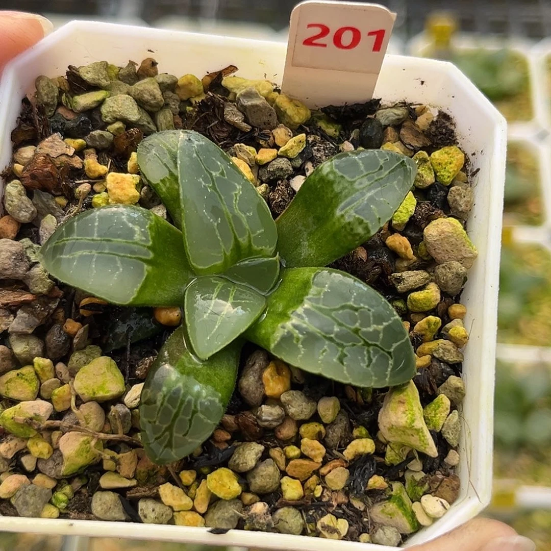 201生生不息一物一图