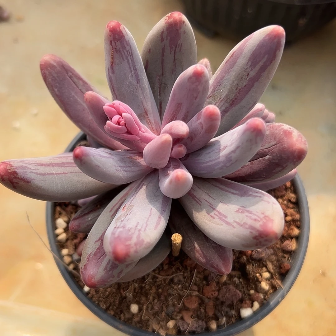 红手指拉丝锦潜力股