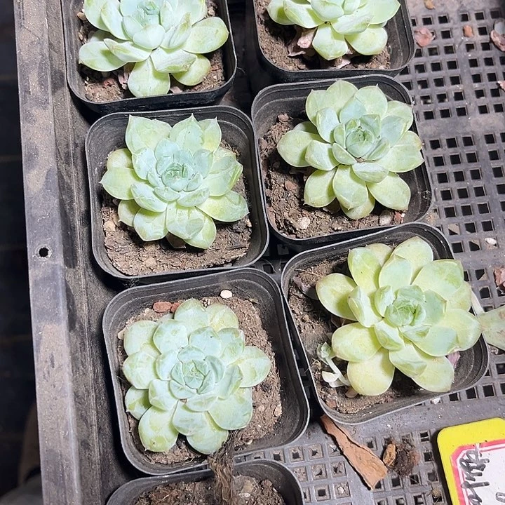 绿冰魄一颗带盆土发