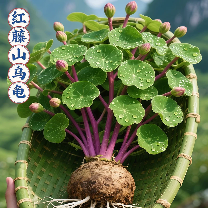 山乌龟金不换植物盆栽绿藤圆叶适合室内阳台客厅的懒人绿植