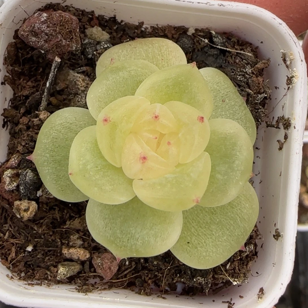 CC 盆外棚一个满25包邮