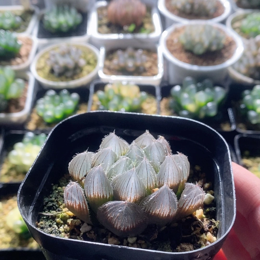 实生玉露多肉植物