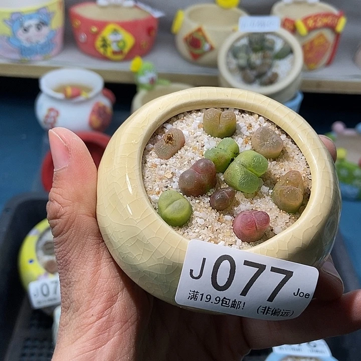 77大舅生石花肉锥