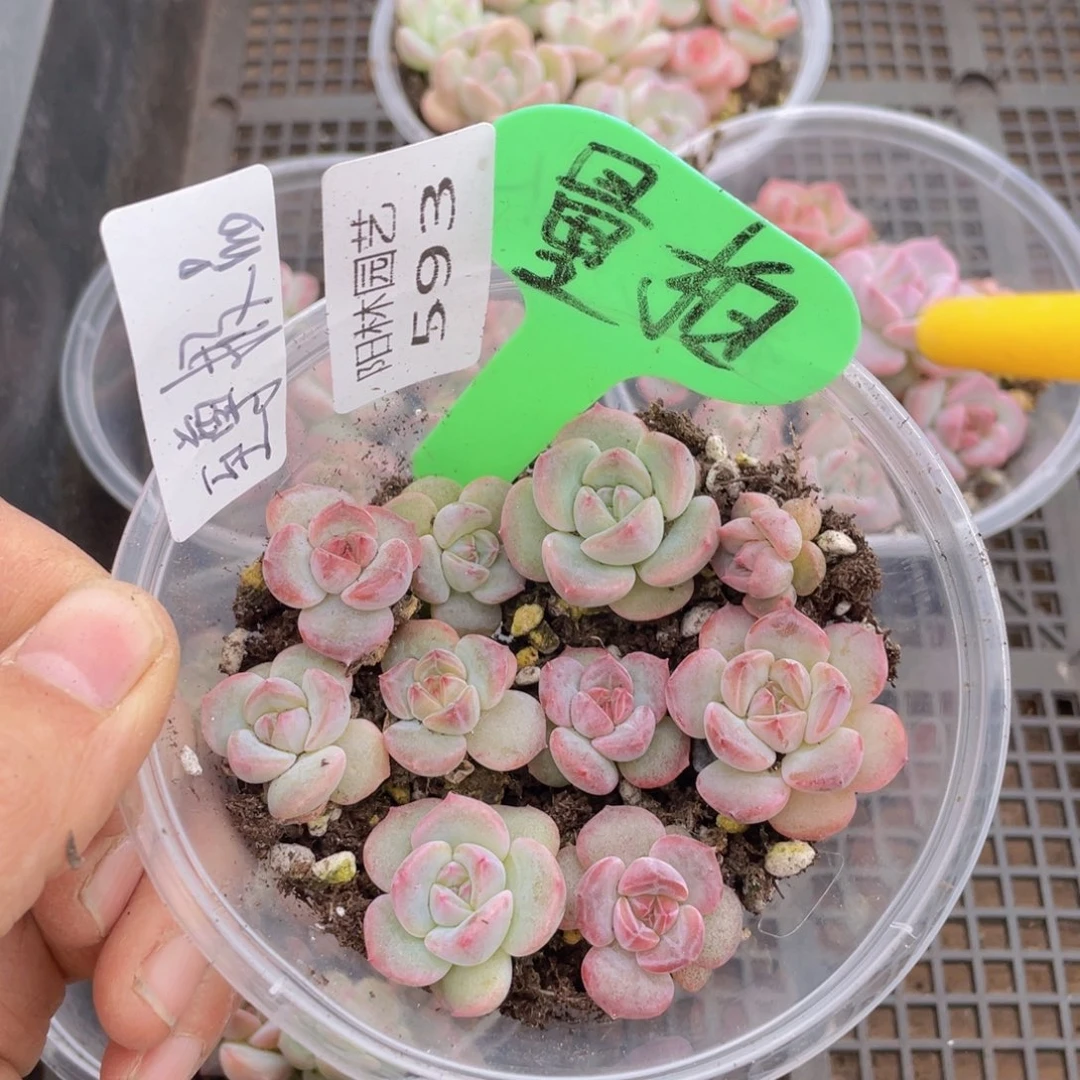 量拍多肉植物多肉植物593