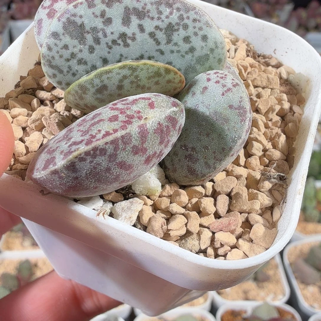 花蛋