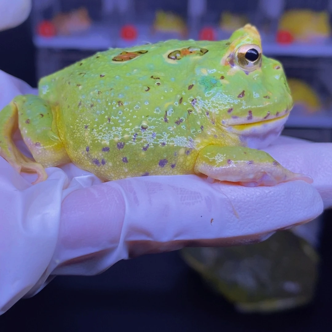 角蛙超盾嘴宇智一只。