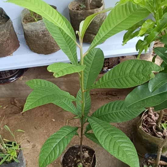 妈咪果原生苗一物一拍原盆原土发货