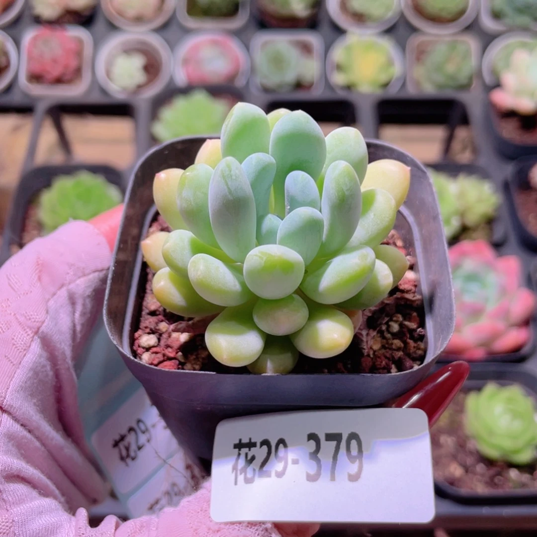 花利美29-379灯美人