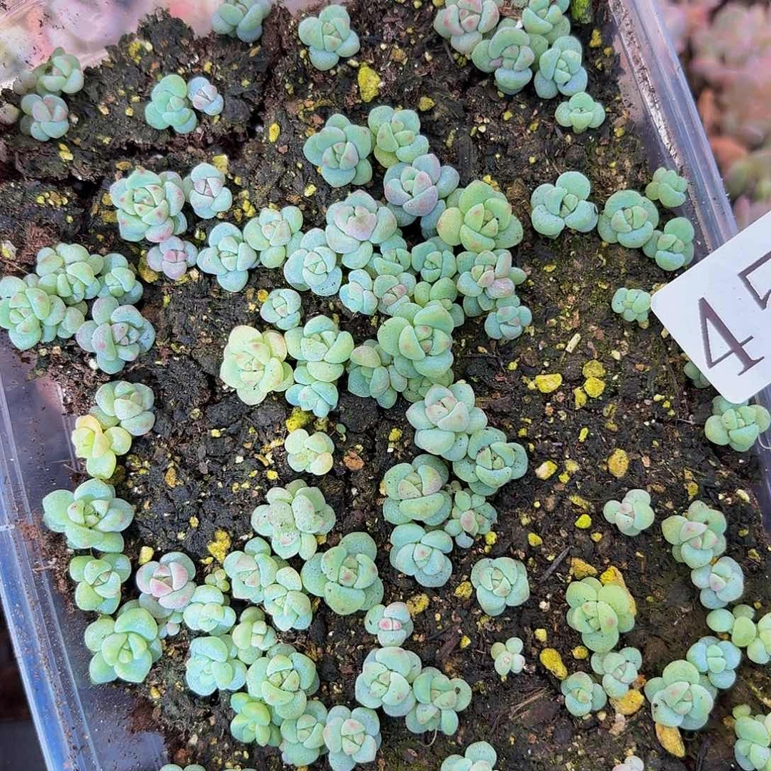 多肉植物多肉植物458