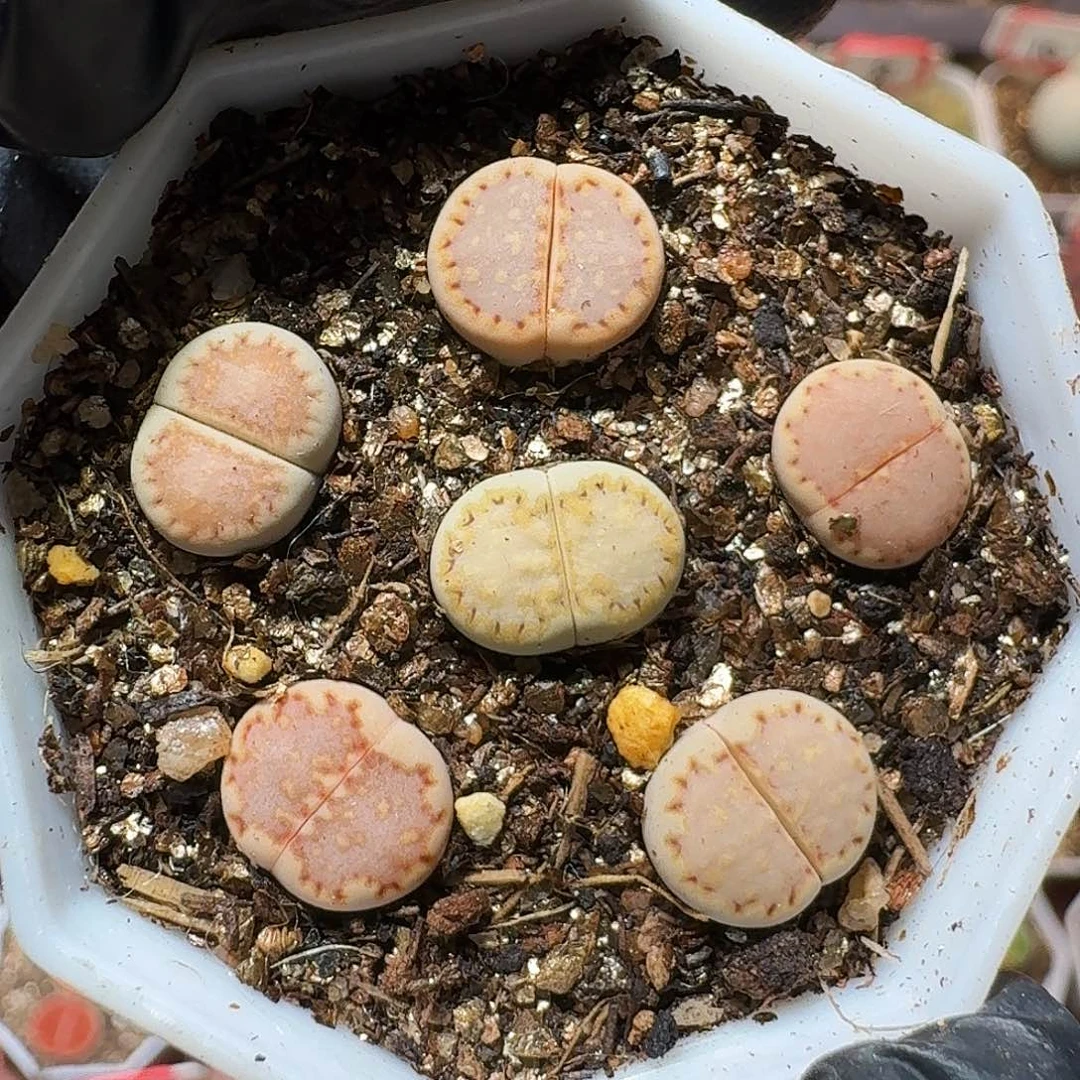 生石花等植物1111111。  1公分左右。  183