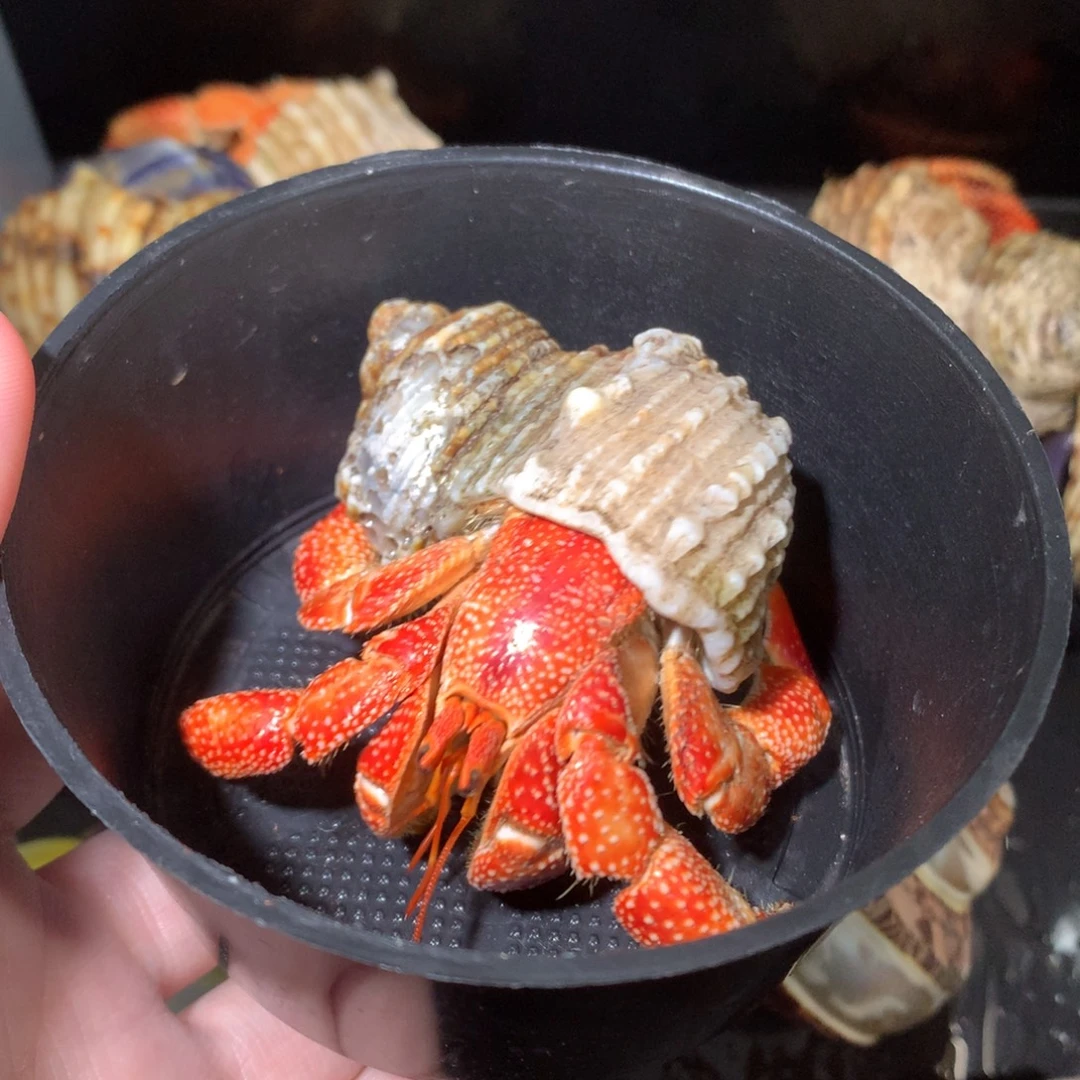 3.3毛球全品不退不换