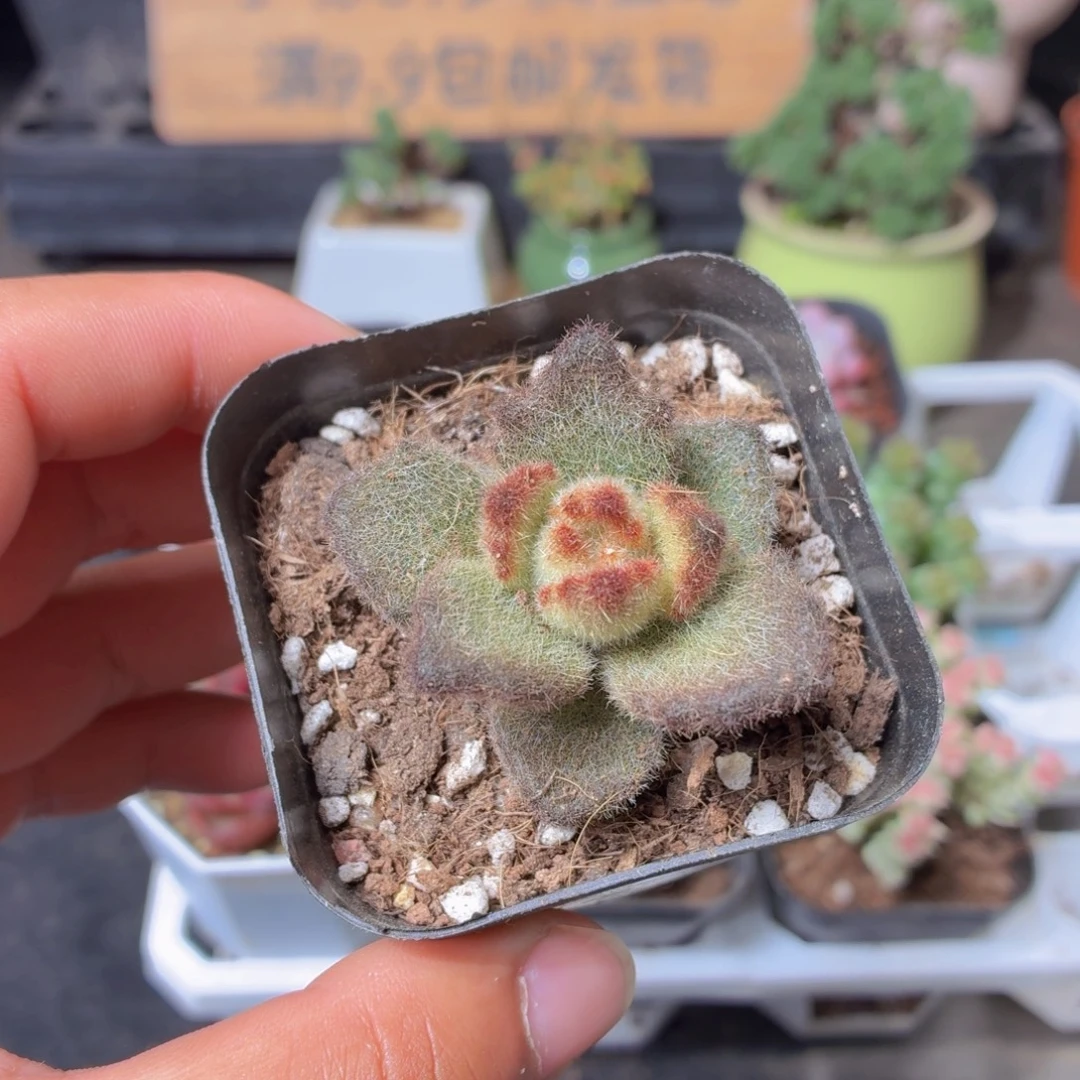 泰迪熊多肉9.9包邮发货