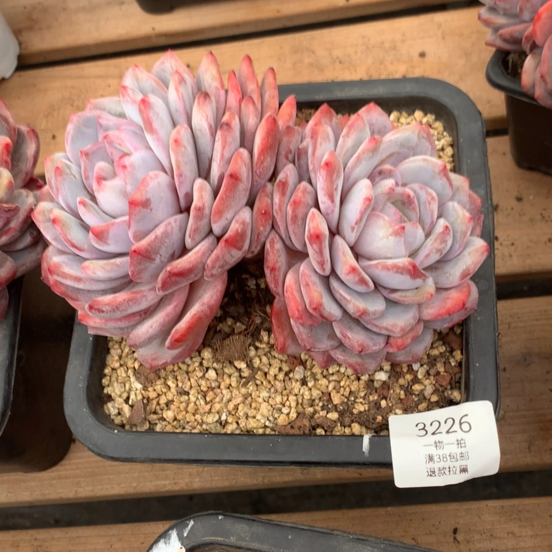 18厘米双头有砍橙梦露3226