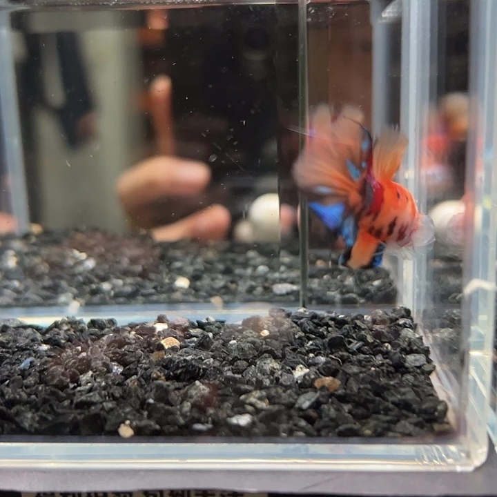 斗鱼跑单拉黑21日98