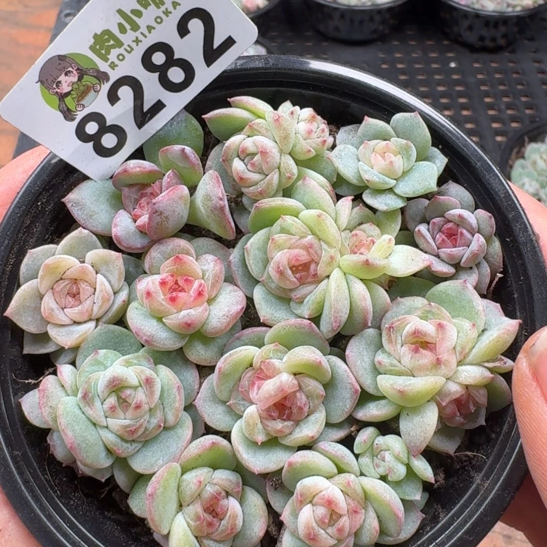 多肉植物多肉植物