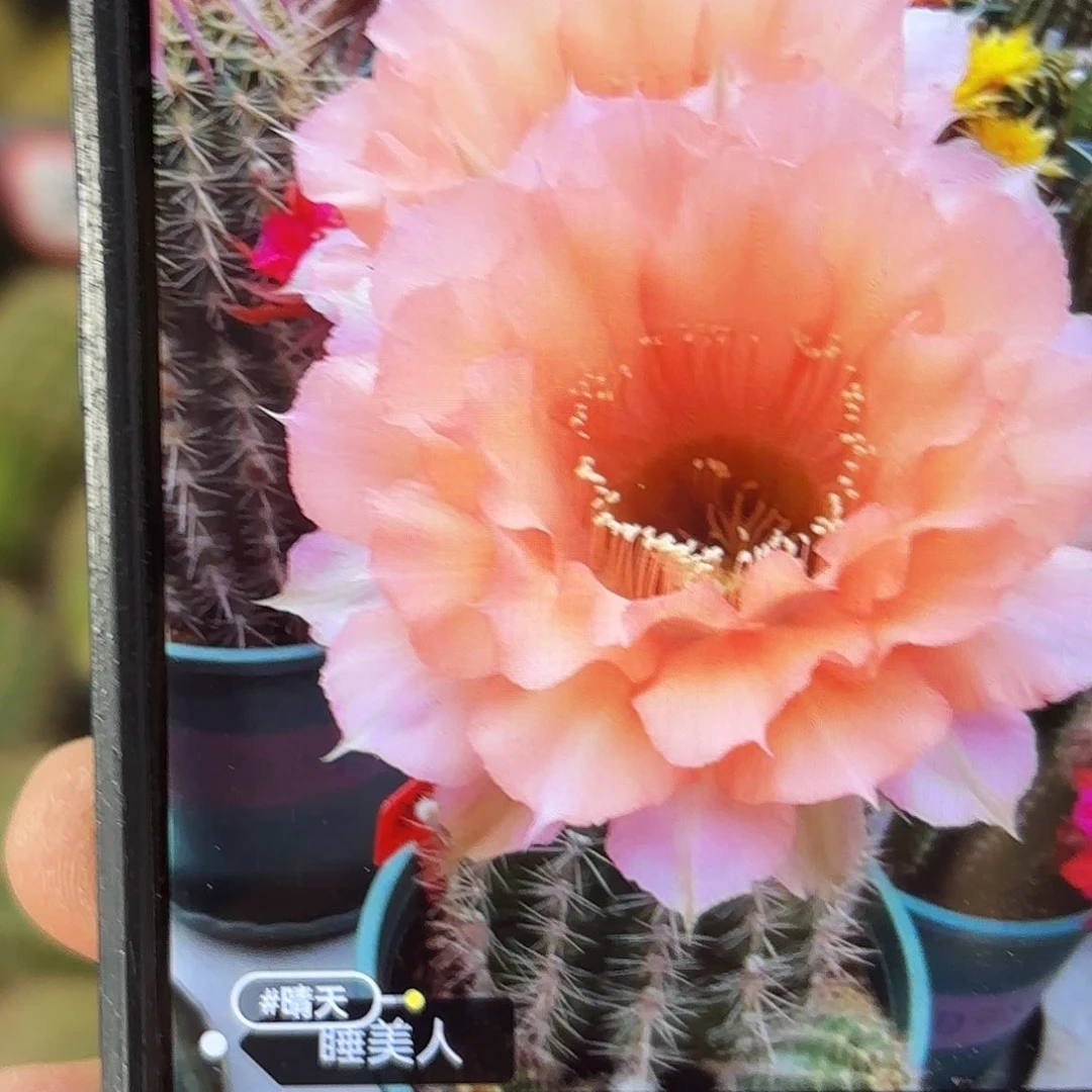 睡美人彩侧牙20包邮26