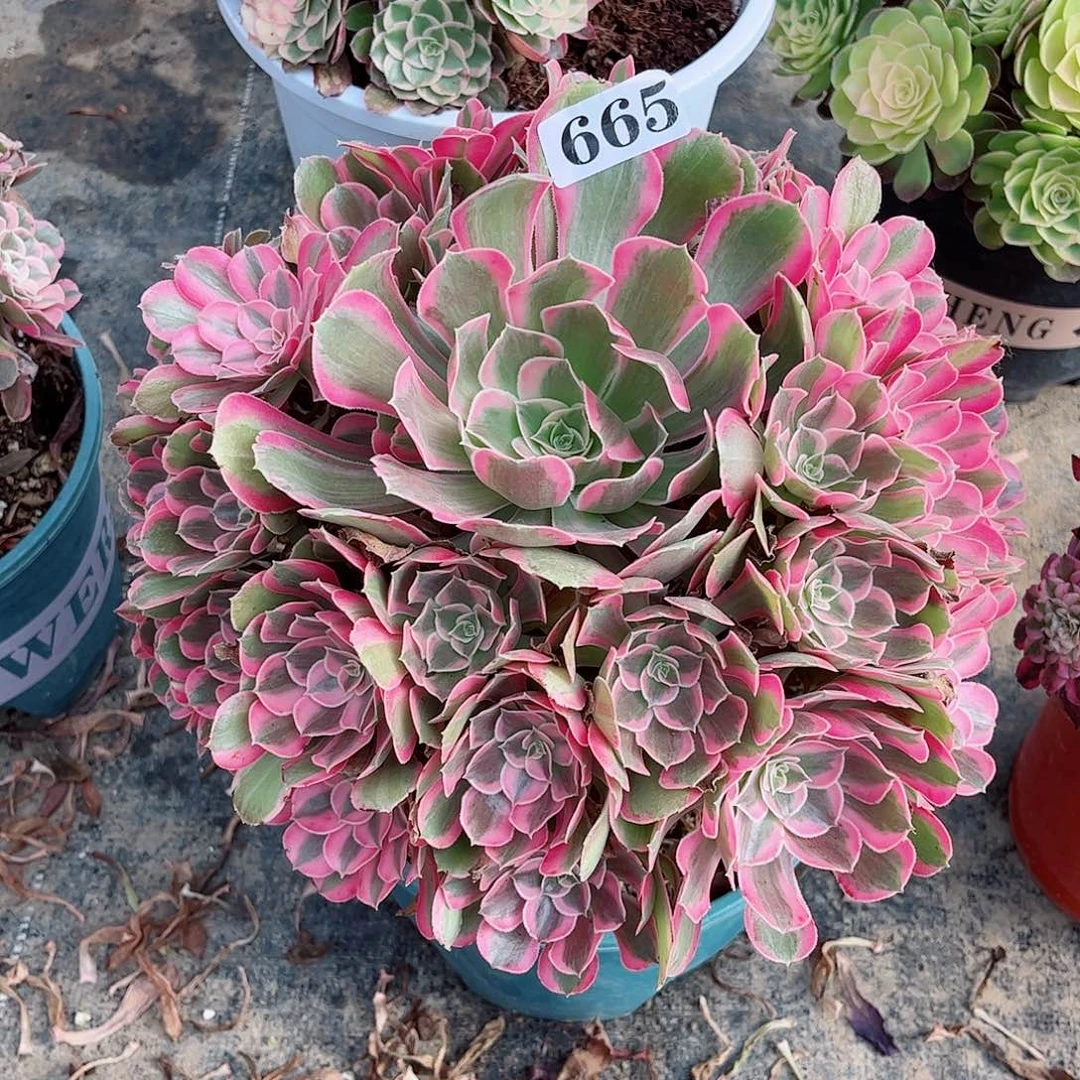 无花朵?****?多肉植物男神665