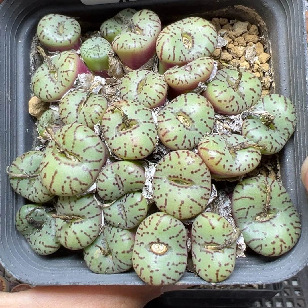 【闪购商品】353……