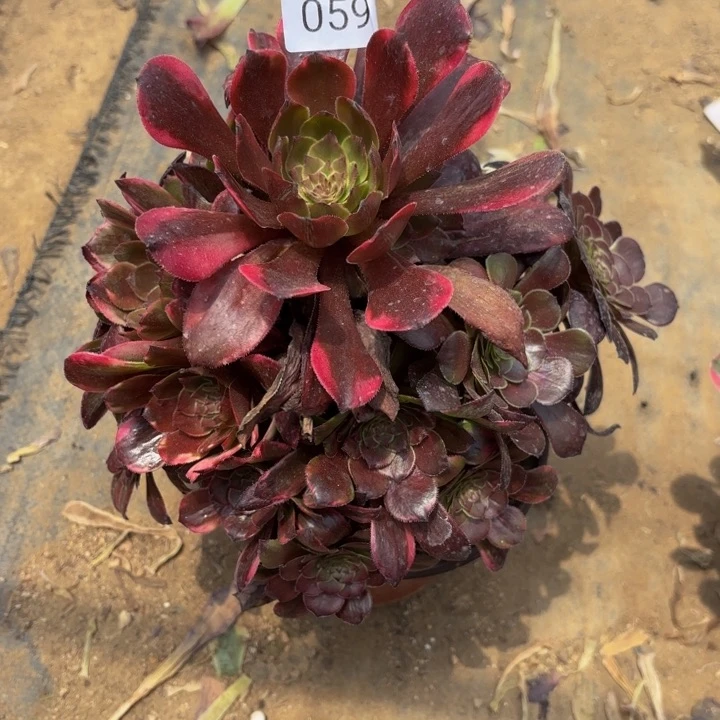 烟花多肉处理不包断头0593