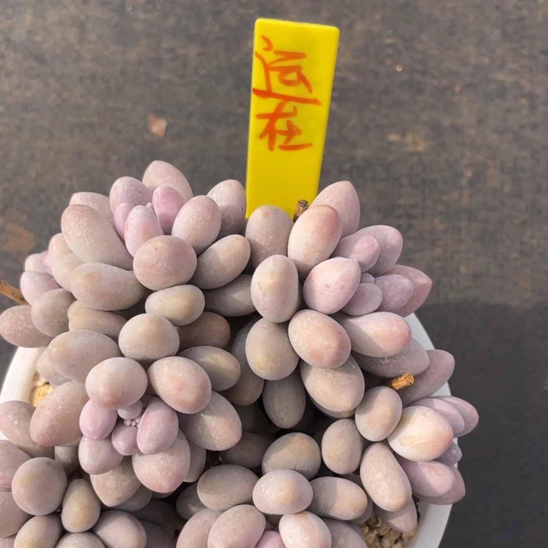 远****姐姐姐说她真的不是一般意义