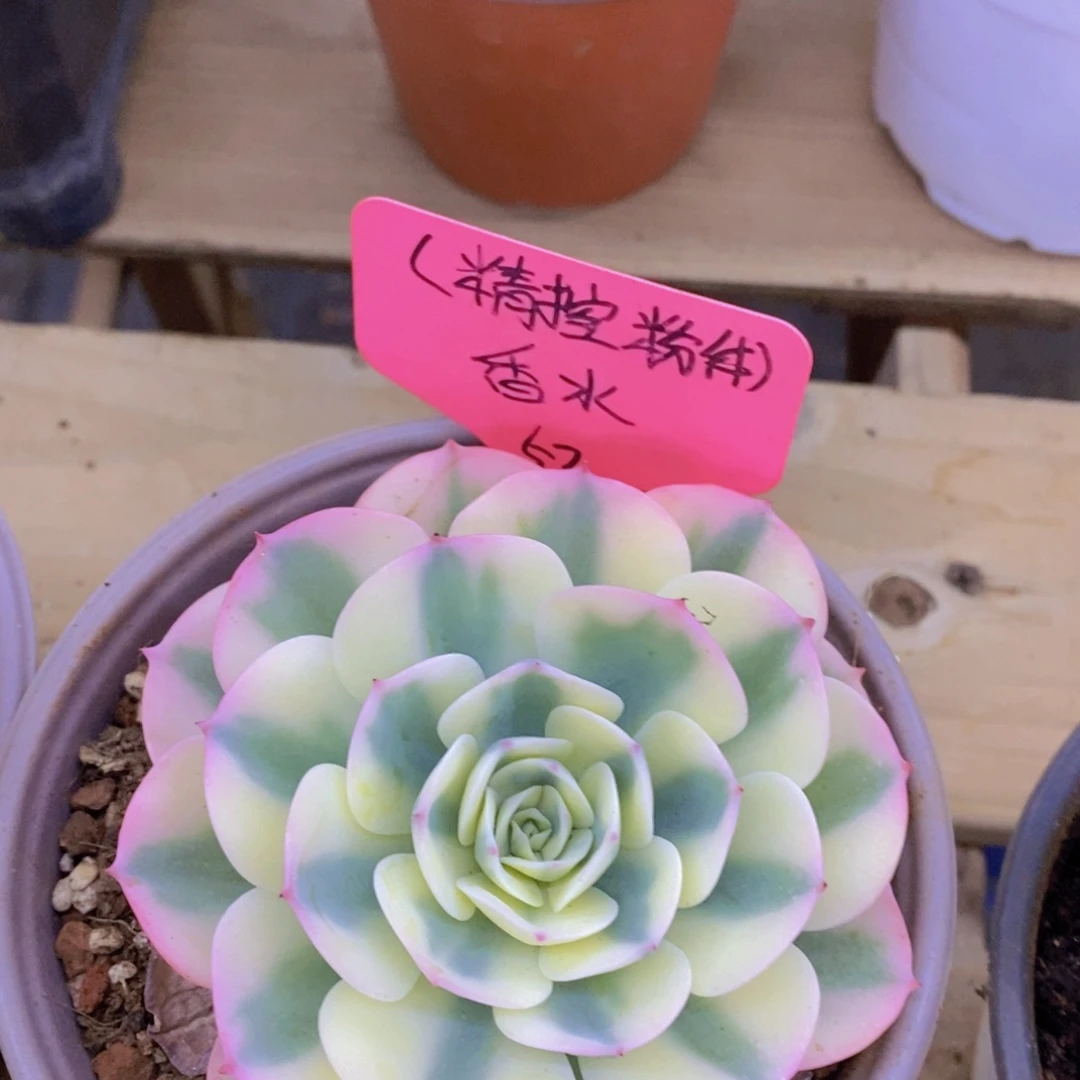 马年见，来日方长，一单包邮